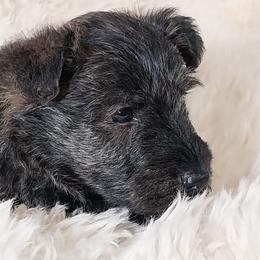 Chester - Boy Brindle - Red brindle male Scottish Terrier puppy in San Antonio, Texas from Christie Gregory's Scotties