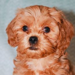 Scorpio - Red and white Shihpoo puppy in Humble, Texas from 🧸 Bear Paws: Poodle & Designer Toy Breed 🐩