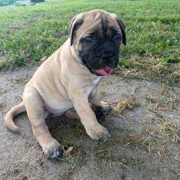 Diamond - Fawn female Bullmastiff puppy in South Attleboro, Massachusetts from Bessettes Bullies