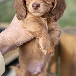 Dachshund Puppies from STORIED DOXIES