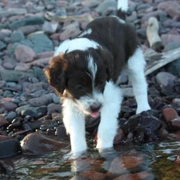 Aussiedoodle Puppies from DuWoof