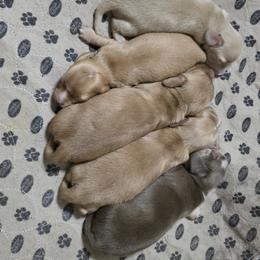 Dachshund puppies from Lake Martin Doxies