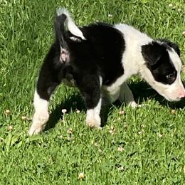 Girl 2 - Black and white female Border Collie puppy in Temecula, California from Joni Gibson's Border Collies