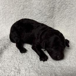 Sasha - Mint - Black female Poodle puppy in Baytown, Texas from Charlotte & Co. Miniature Poodles