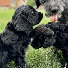Double Doodle Puppies from Jeanie’s Doodles