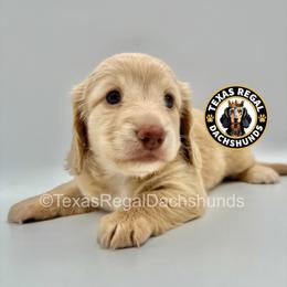 Merci - Cream female Dachshund puppy in Houston, Texas from Texas Regal Dachshunds LLC