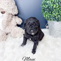 Maui - Black male Goldendoodle puppy in from Pink Poodles and Doodles