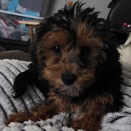 Harmony - Black and gold female Yorkipoo puppy in Duncan, South Carolina from Sonshine Yorkies, Poodles, & Yorkiepoos