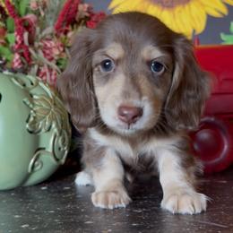 Nutty Buddy - Chocolate and cream male Dachshund puppy in Floresville, Texas from Muddy River Dachshunds
