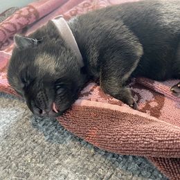 German Shepherd Puppies from Osborn's Country German Shepherds