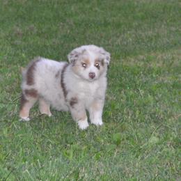Australian Shepherd Puppies from Platinum Edition