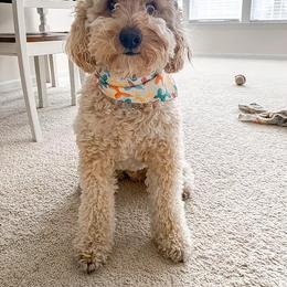 Goldendoodle All Grown Up from Doodles of NC