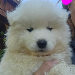 Samoyed Puppies from Happy Valley Sammies