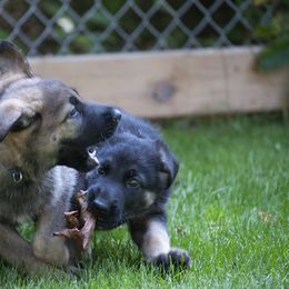 German Shepherd Puppies from Bmeerhuis German Shepherds