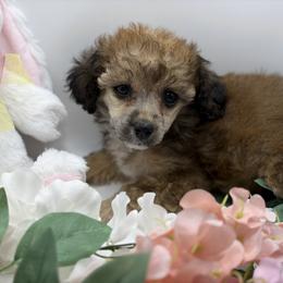 Poodle Puppies from Lixira Poodles