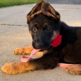 ROSE - Black and red female German Shepherd puppy in Yorkville, Illinois from Vom Archbold Haus World Class German Shepherds