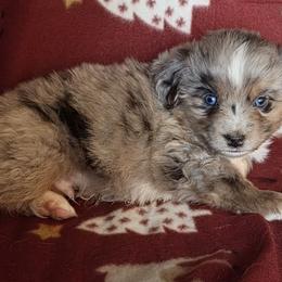 Jeorge - Blue merle male Miniature American Shepherd puppy in Goldendale, Washington from Amulet Charm