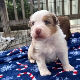 Hermes - Red merle male Australian Shepherd puppy in Jacksonville, Florida from Solace Australian Shepherds