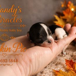Punkin Pie - Parti male Yorkshire Terrier puppy in Dallas, North Carolina from Mandy's Miracles