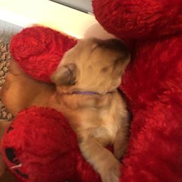 Golden Retriever Puppies from Sonador Golden Retrievers