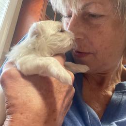 AKC Sugar - White female Maltese puppy in Bennettsville, South Carolina from Cottonwood Maltese
