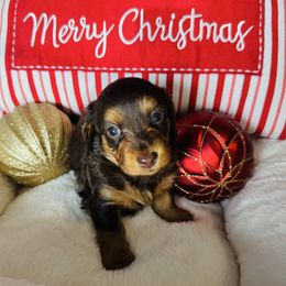Holly - Chocolate and tan female Dachshund puppy in Holtwood, Pennsylvania from Holly Hill Dachshunds