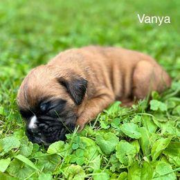 Boxer Puppies from Von Royal Dell’Infinite