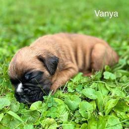 Boxer Puppies from Von Royal Dell’Infinite