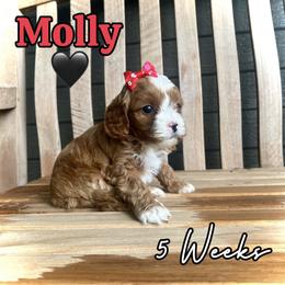 Molly - Red female Cavapoo puppy in Runaway Bay, Texas from Green Ranch Doodles