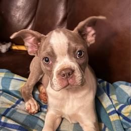 Juliet - Lilac female Boston Terrier puppy in Anderson, South Carolina from Lola’s House of Bostons & Rescue