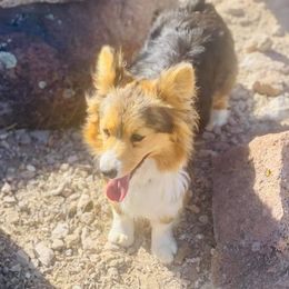 Fluffy - American Corgi