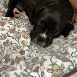 Senna - Brindle female Boxer puppy in Sugar Land, Texas from House of Onyx Boxers