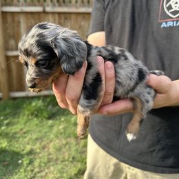 Dachshund Puppies from 4B Dachshunds