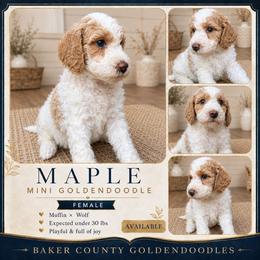 Maple - Parti female Goldendoodle puppy in Macclenny, Florida from Baker County Goldendoodles