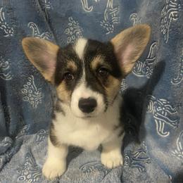 Dotty - White and black female Pembroke Welsh Corgi puppy in Beulaville, North Carolina from Windy Acres Pembroke Welsh