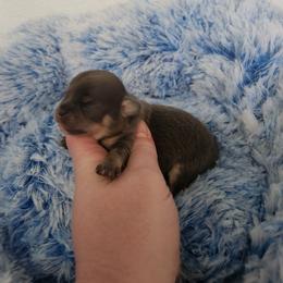 Arley - Blue and tan male Chihuahua puppy in Ashtabula, Ohio from Paw's & Awe's Chihuahuas