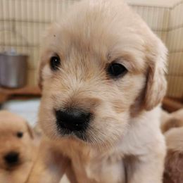 Golden Retriever and Labrador Retriever Puppies from Storm Chasers Retrievers