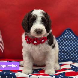Cappuccino - Parti female Goldendoodle puppy in Summerville, South Carolina from Channys Doodles