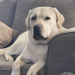 BALLER - Labrador Retriever