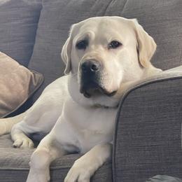 BALLER - Labrador Retriever