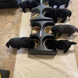 Newfoundland Puppies from Crossroads Newfoundlands
