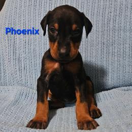 Phoenix - Black and rust female Doberman Pinscher puppy in Mount Orab, Ohio from Heyne Kennels