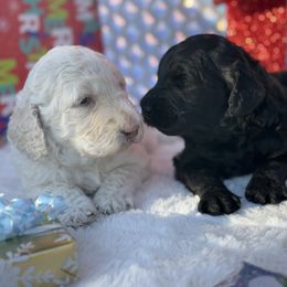 Goldendoodle Puppies from Arizona Doodles