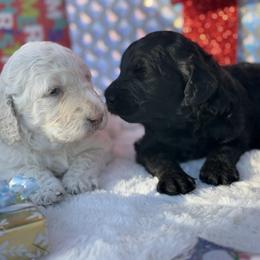 Goldendoodle Puppies from Arizona Doodles