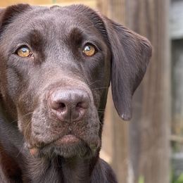 Birdie - Labrador Retriever