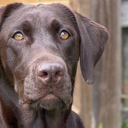 Birdie - Labrador Retriever