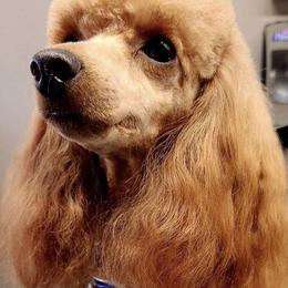 Feona - Poodle