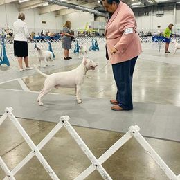 Bull Terrier Puppies from Valkyrie Bull Terriers