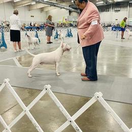 Bull Terrier Puppies from Valkyrie Bull Terriers