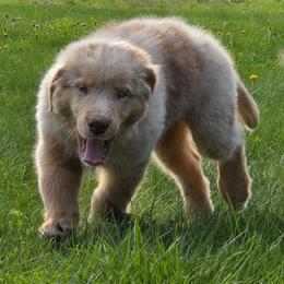 Beckham FIFA - Red merle male Australian Shepherd puppy in Solon, Maine from Mountain Range Australian Shepherds